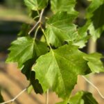 Bloodgood London plane tree foliage