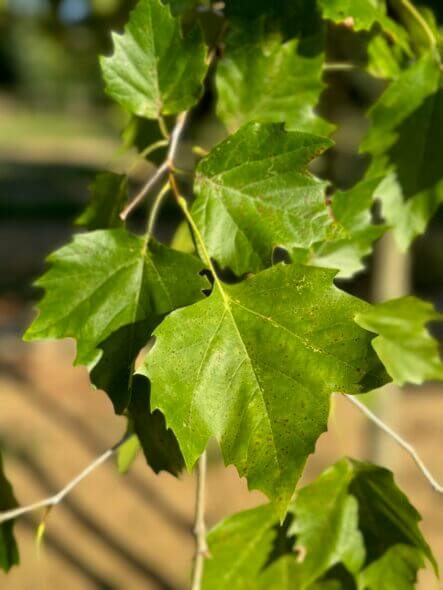 Bloodgood London plane tree foliage