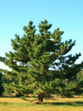 jap black pine