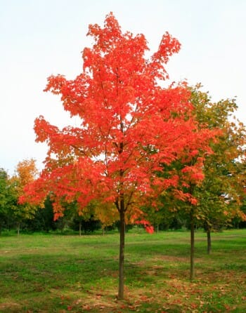 Sugar Maple - Halka Nurseries