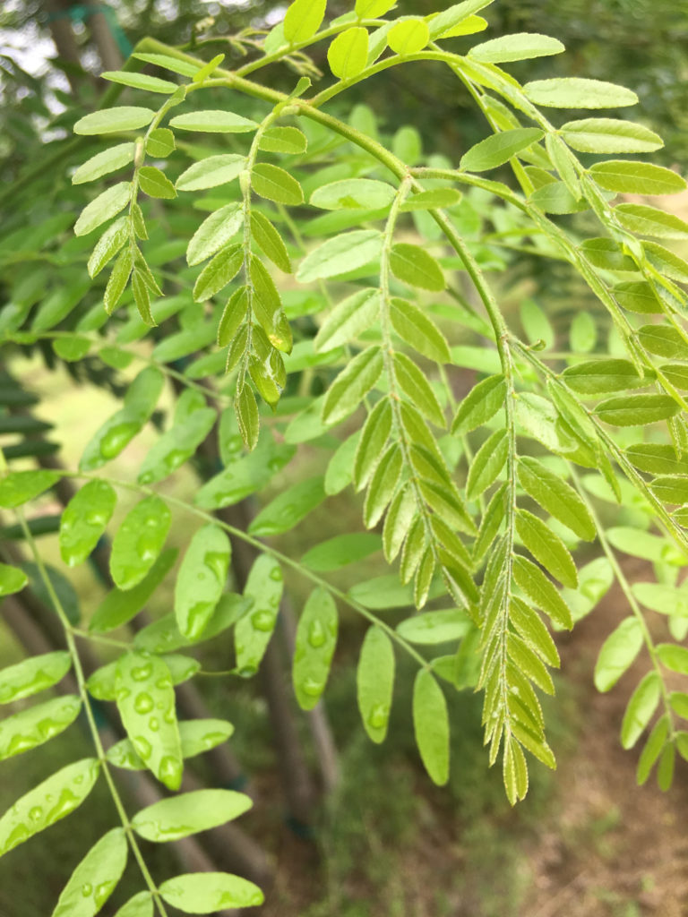 Multi-stem Skyline Honeylocust - Halka Nurseries