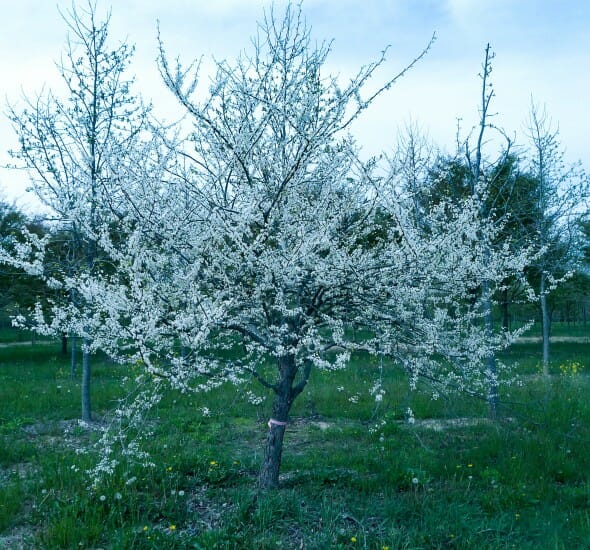 White Eastern Redbud - Halka Nurseries