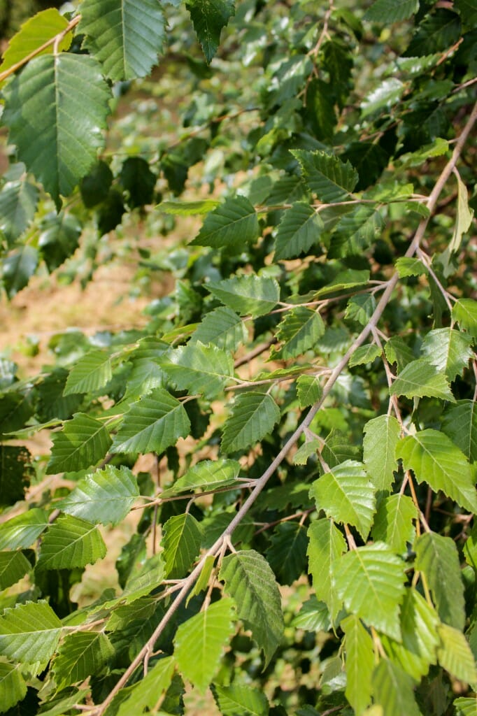 Multi-stem Dura-Heat Birch - Halka Nurseries