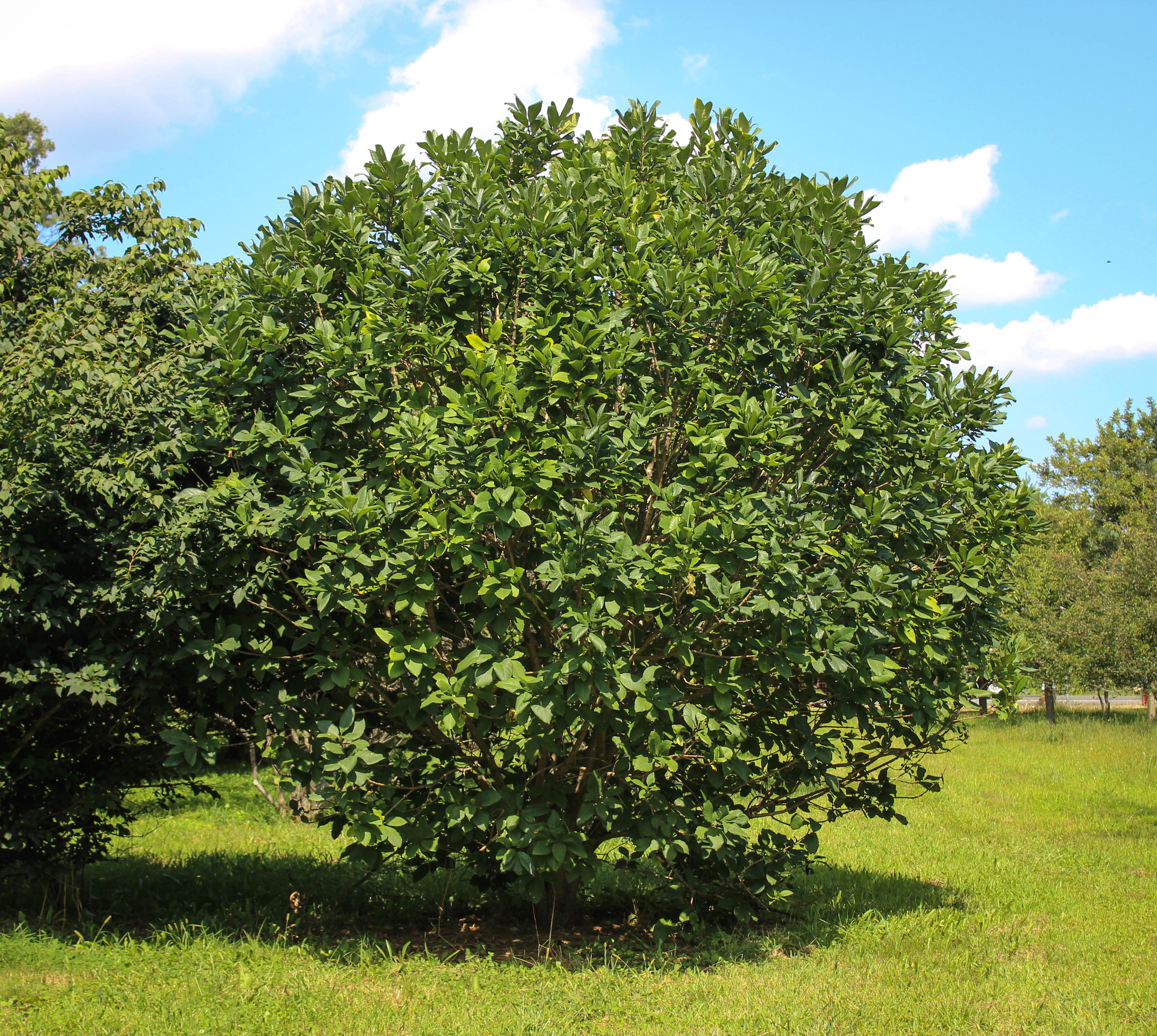 20140826-Fringe Tree - Halka Nurseries