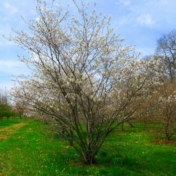 Multi-stem Autumn Brilliance Serviceberry - Halka Nurseries