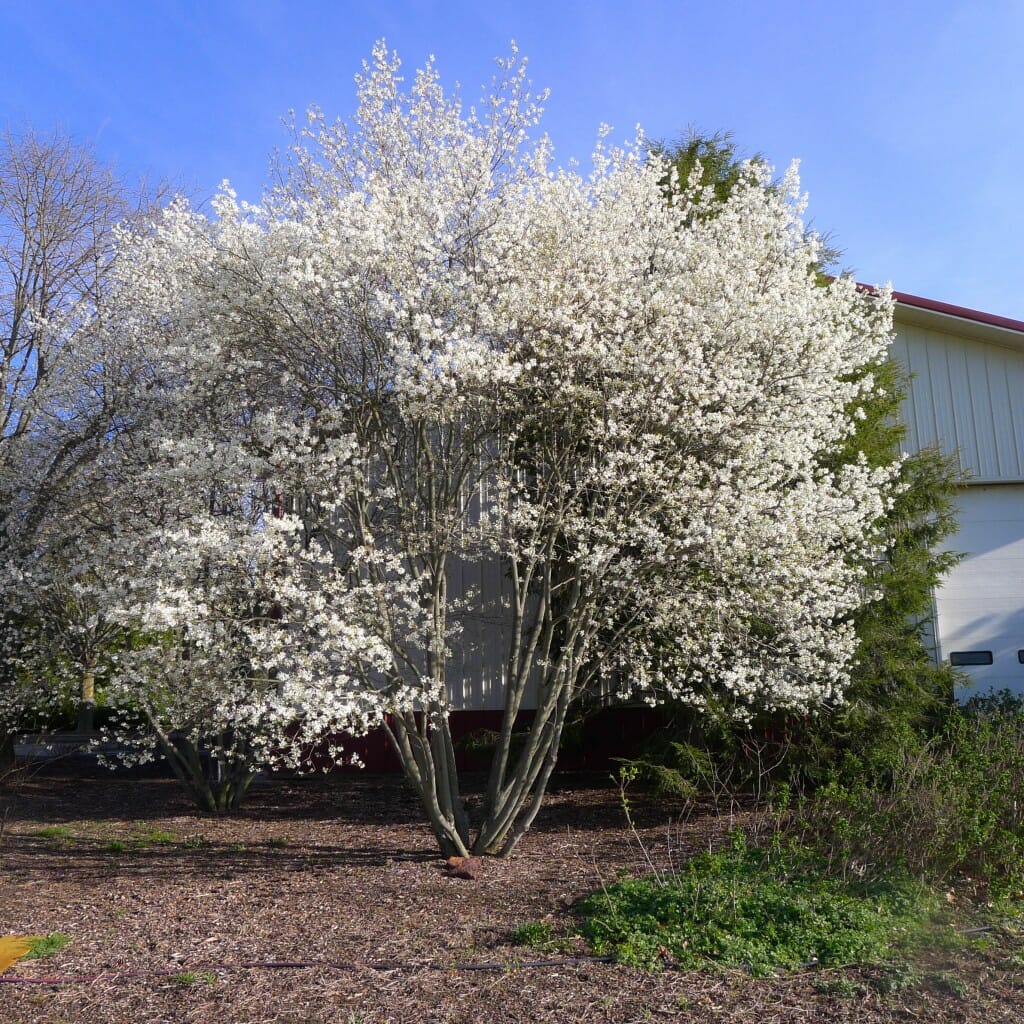 Multi-stem Allegheny Serviceberry - Halka Nurseries