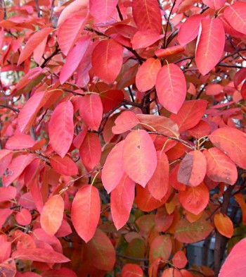 Multi-stem Autumn Brilliance Serviceberry - Halka Nurseries