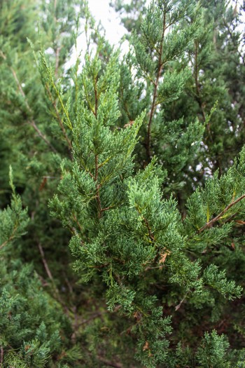 Manhattan Blue Juniper - Halka Nurseries