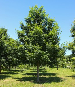 Norwegian Sunset Maple - Halka Nurseries