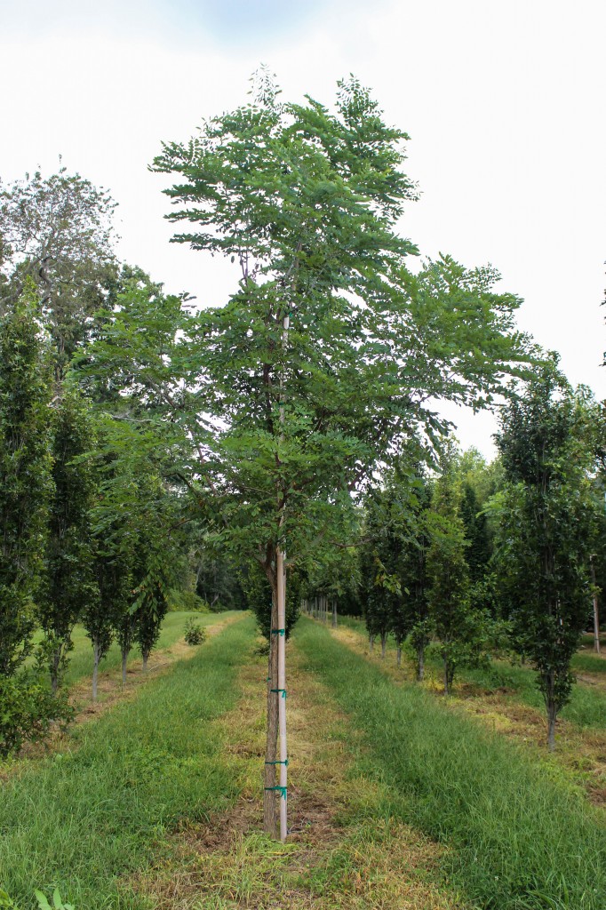 Single-stem Espresso Kentucky Coffee Tree - Halka Nurseries