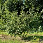 autumn brilliance serviceberry tree