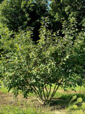 autumn brilliance serviceberry tree