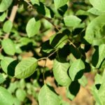 autumn brilliance serviceberry tree foliage