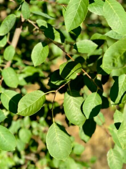 autumn brilliance serviceberry tree foliage