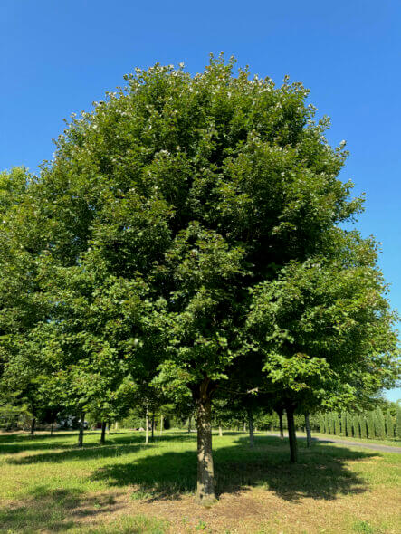 Redpointe Maple Summer View