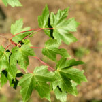 Redpointe Maple Summer Foliage