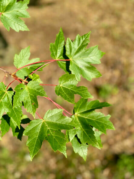 Redpointe Maple Summer Foliage