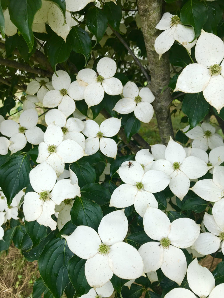 Venus Dogwood - Halka Nurseries