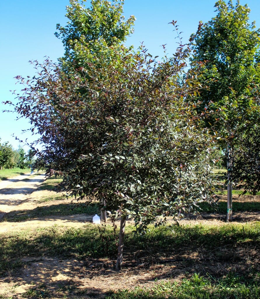 Royal Raindrops Crabapple - Halka Nurseries