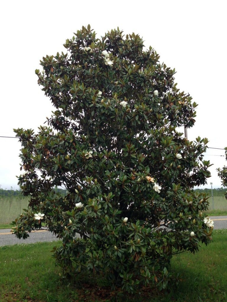 Southern Magnolia - Halka Nurseries