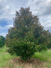 Brackens Brown Magnolia Tree in the Summer