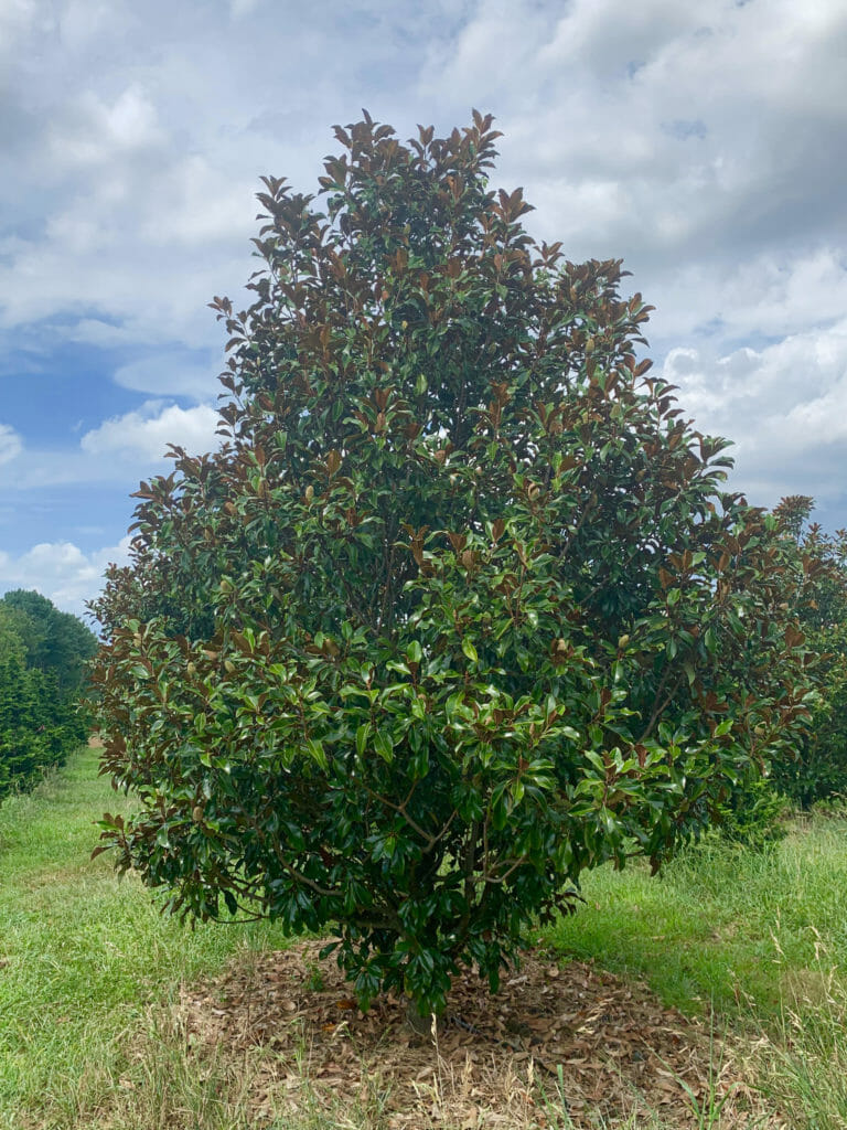 Bracken's Brown Beauty Southern Magnolia - Halka Nurseries