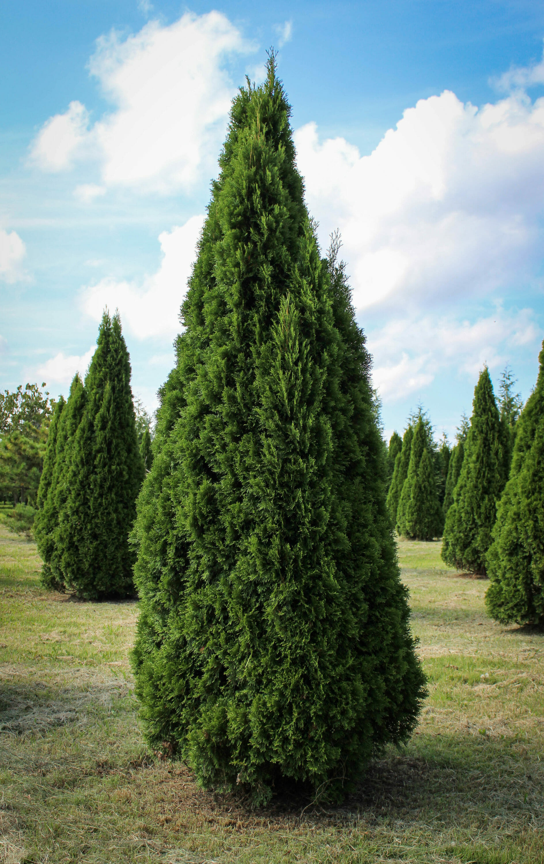 Emerald Green Arborvitae - Halka Nurseries