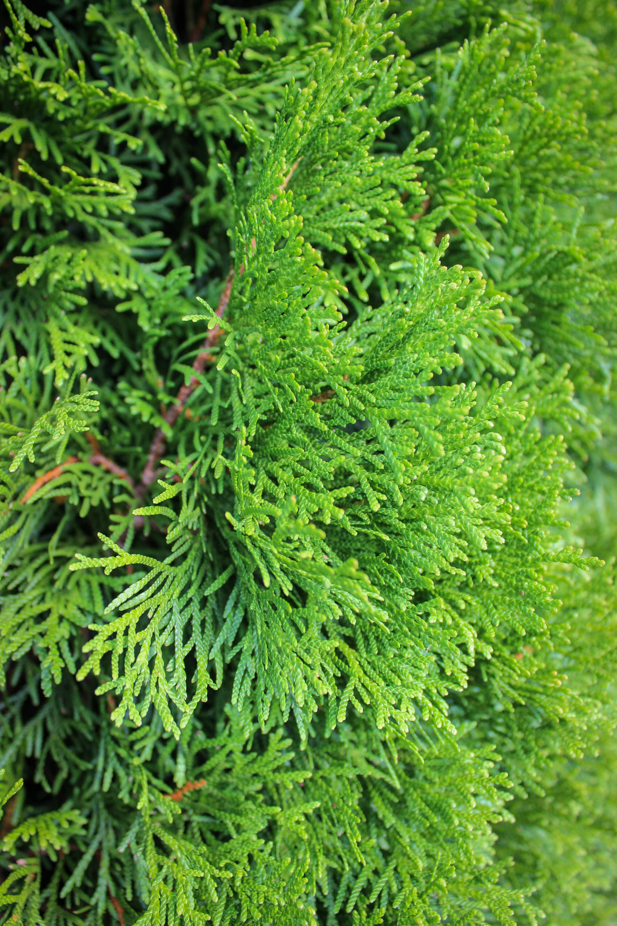 20140819-Emerald Green Arborvitae (2) - Halka Nurseries