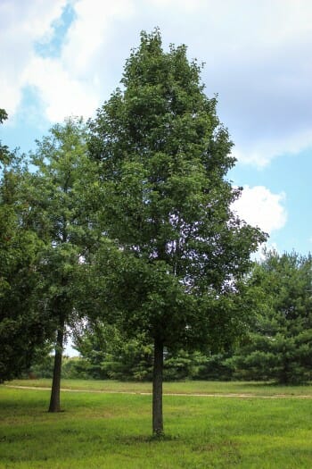 Chanticleer Pear - Halka Nurseries