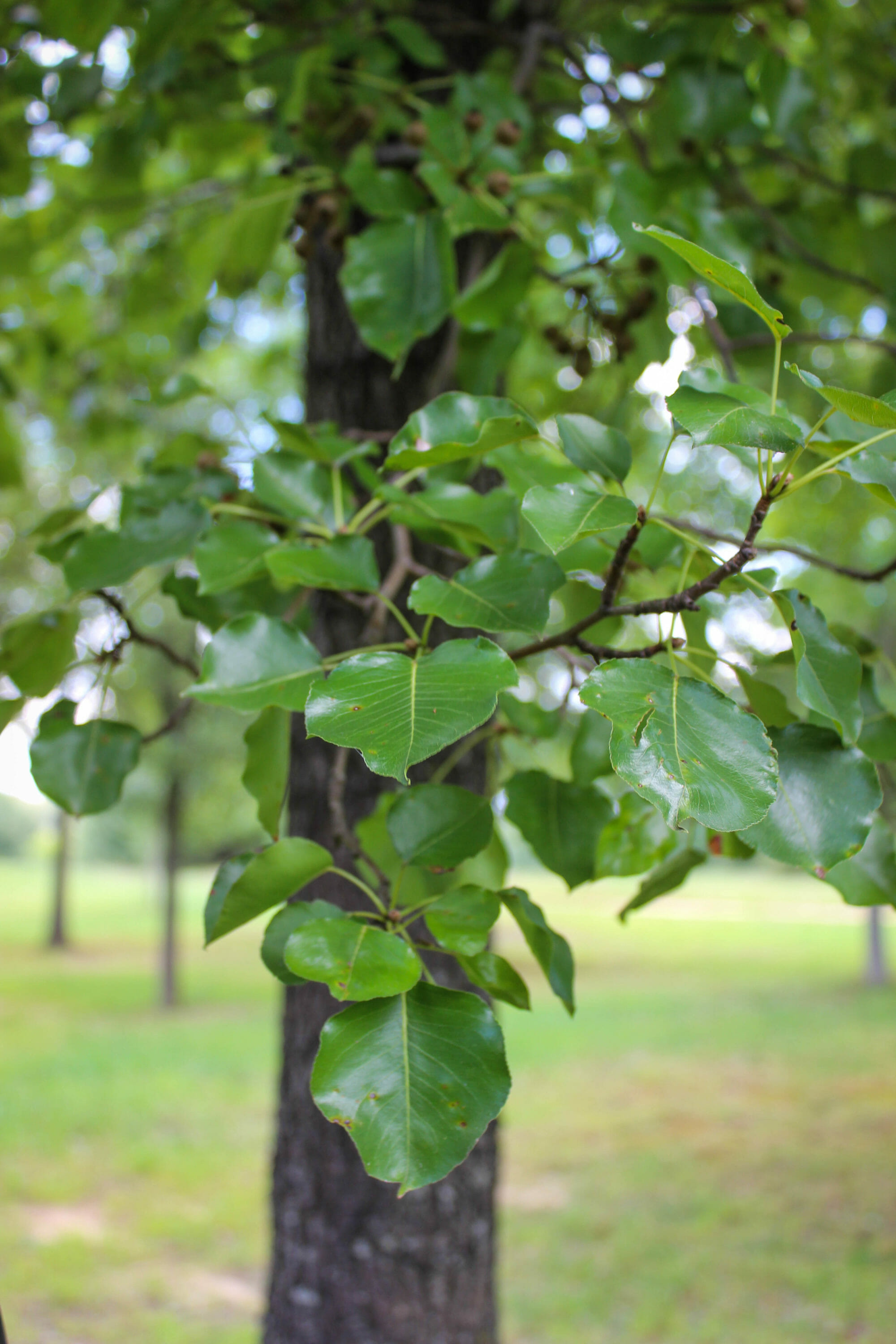 Chanticleer Pear - Halka Nurseries