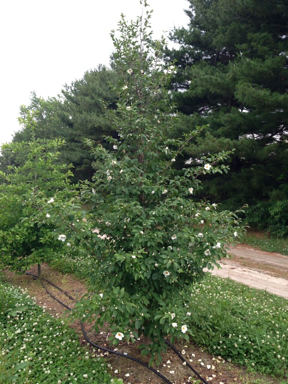 Japanese Stewartia - Halka Nurseries