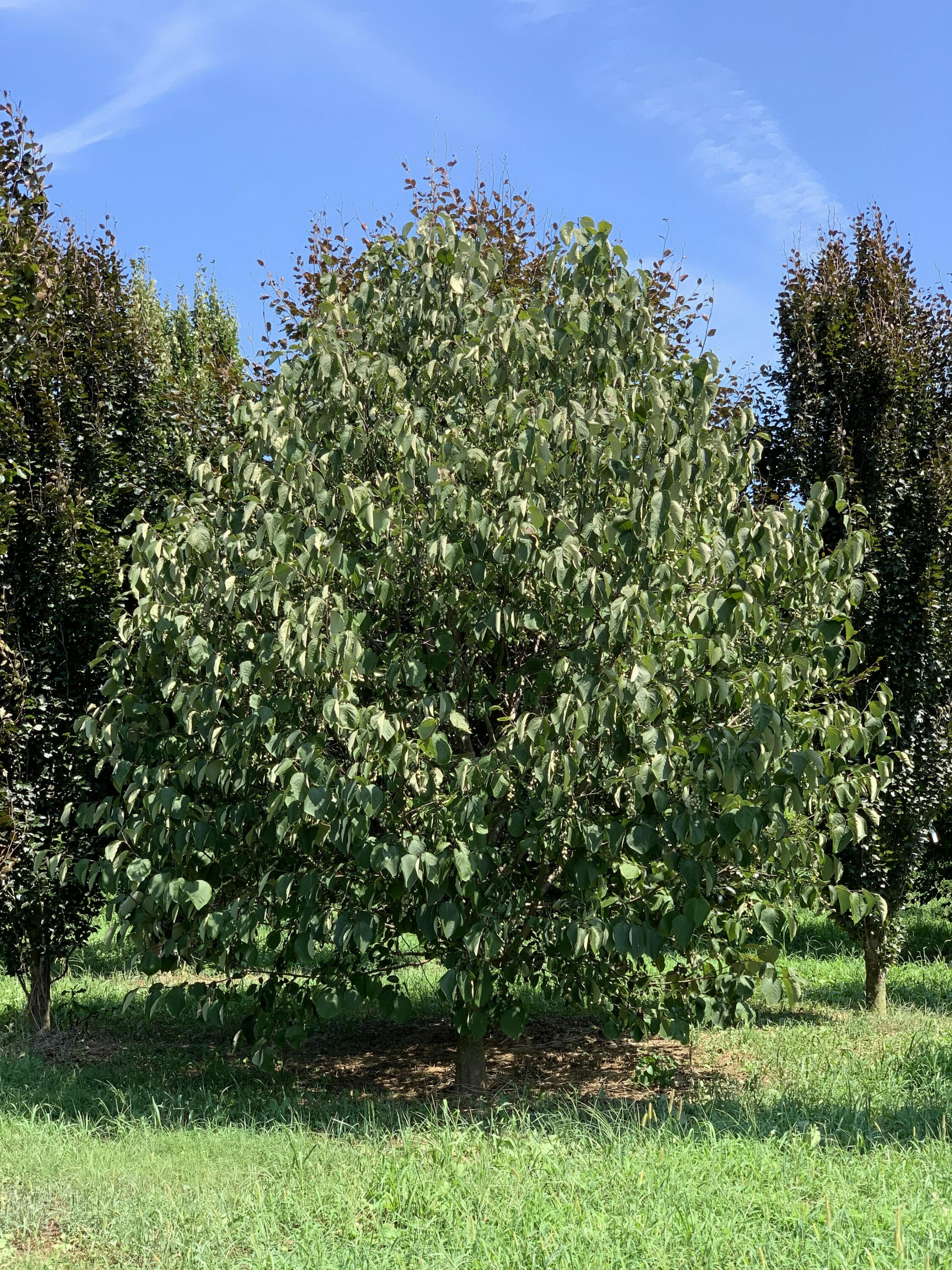 Styrax Obassia Summer Halka Nurseries 3103