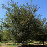 Prunus Okame Cherry Tree Summer View