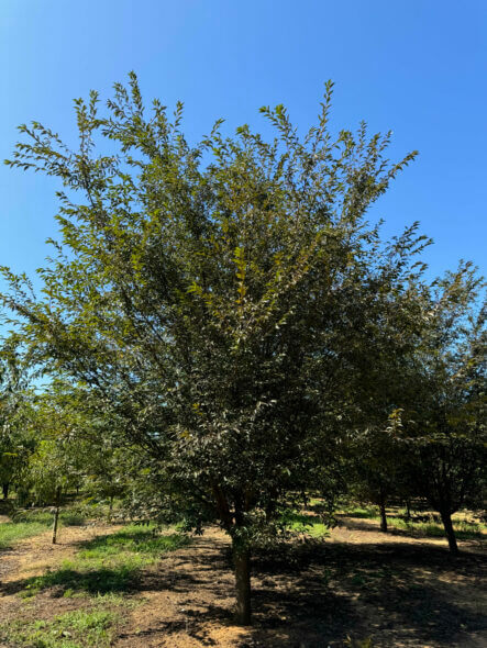 Prunus Okame Cherry Tree Summer View