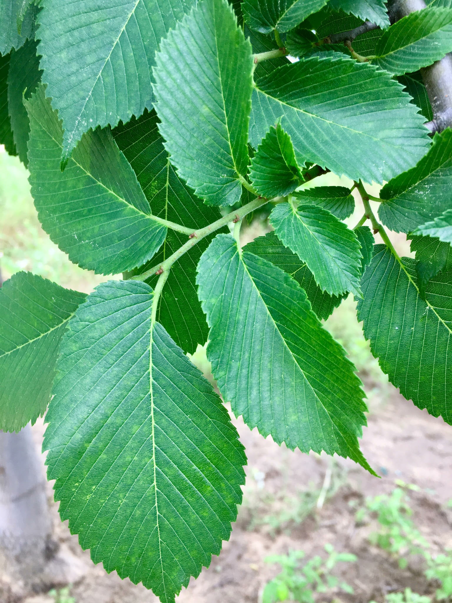 Ulmus americana ‘Jefferson’ Leaf - Halka Nurseries