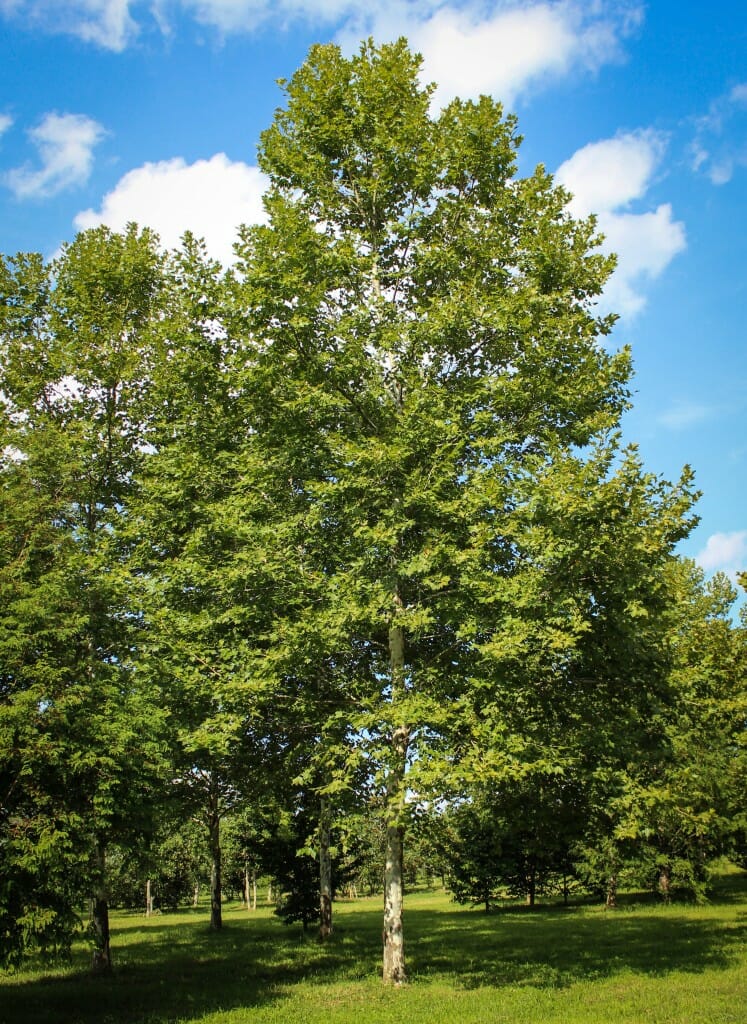 Columbia Planetree - Halka Nurseries