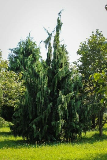 Weeping Alaskan Cedar - Halka Nurseries