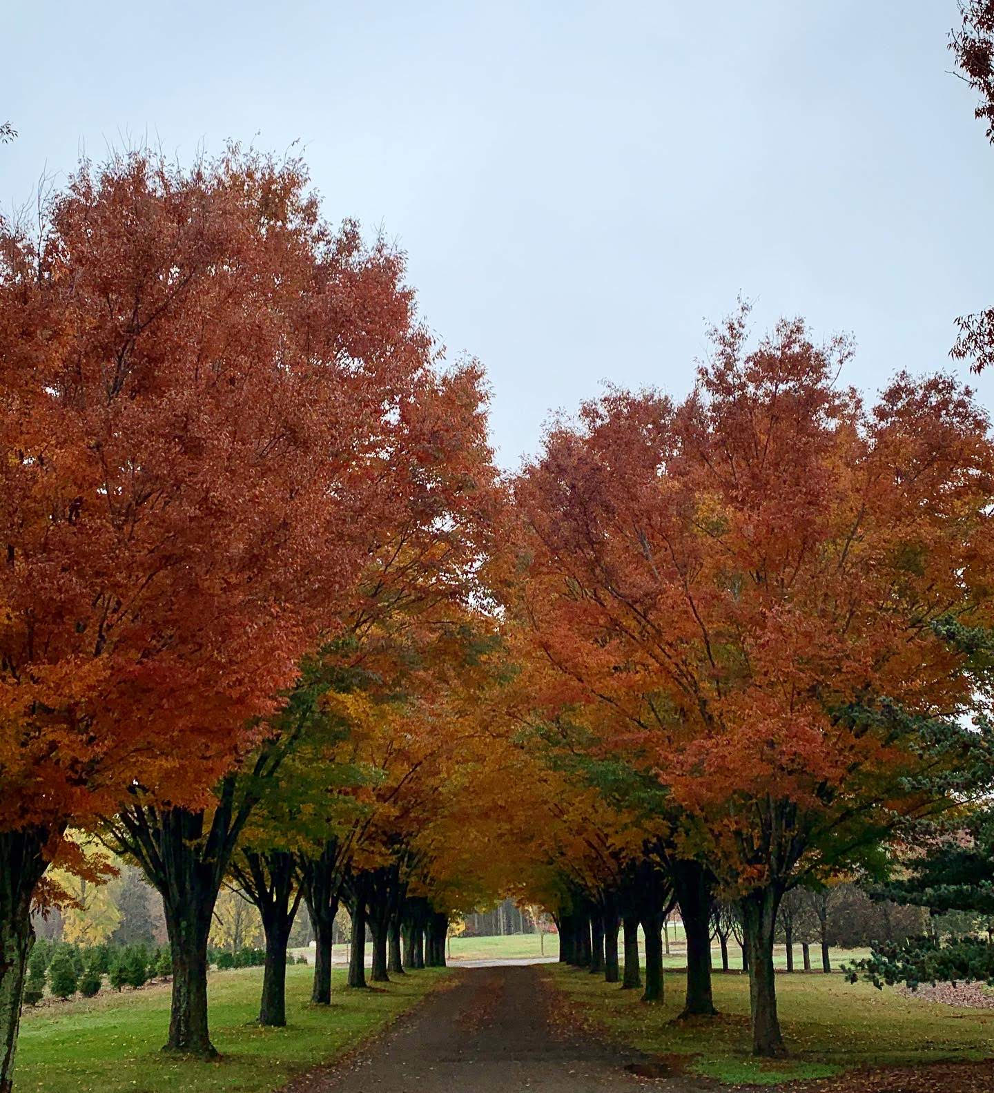 Premier Grower Of Specimen Trees Halka Nursery 9346