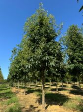 Chinkapin Oak Tree