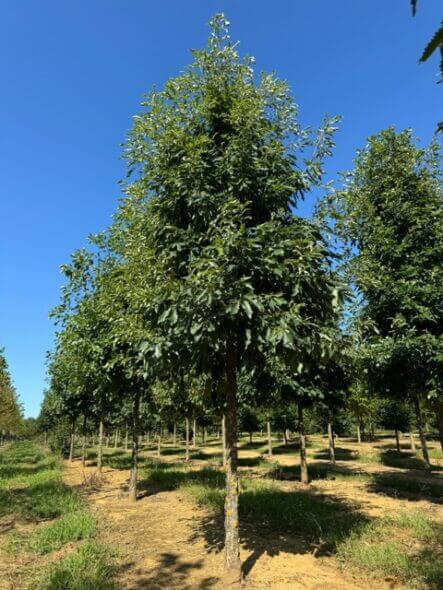 Chinkapin Oak Tree