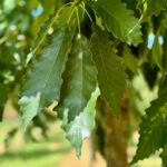 Chinkapin Oak Tree Foliage