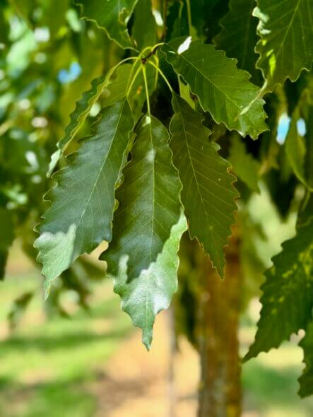 Chinkapin Oak Tree Foliage