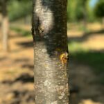 Chinkapin Oak Tree Bark