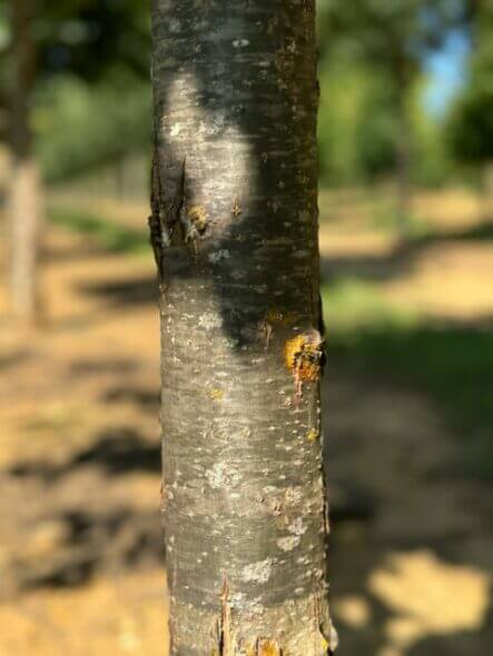 Chinkapin Oak Tree Bark