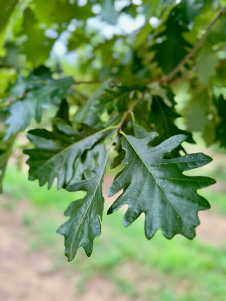 American Dream Oak Foliage