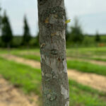 Everclear Lacebark Elm Closeup of Bark