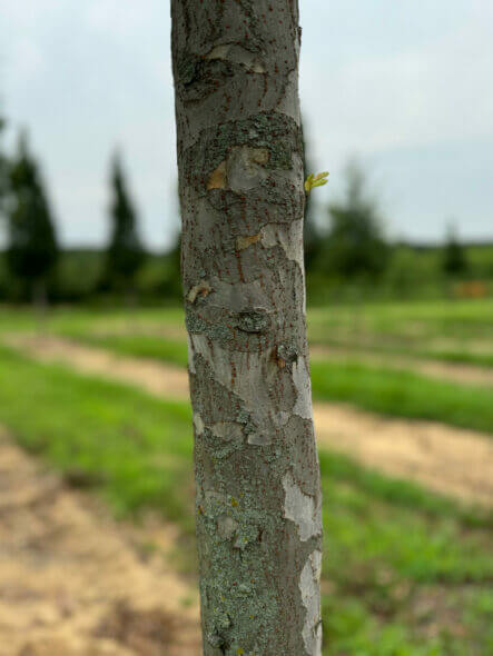 Everclear Lacebark Elm Closeup of Bark