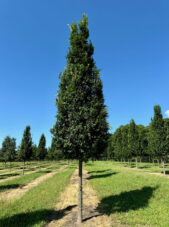 Everclear Lacebark Elm in Summer