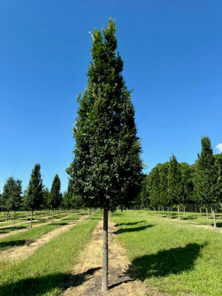 Everclear Lacebark Elm in Summer