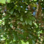 Everclear Lacebark Elm Foliage